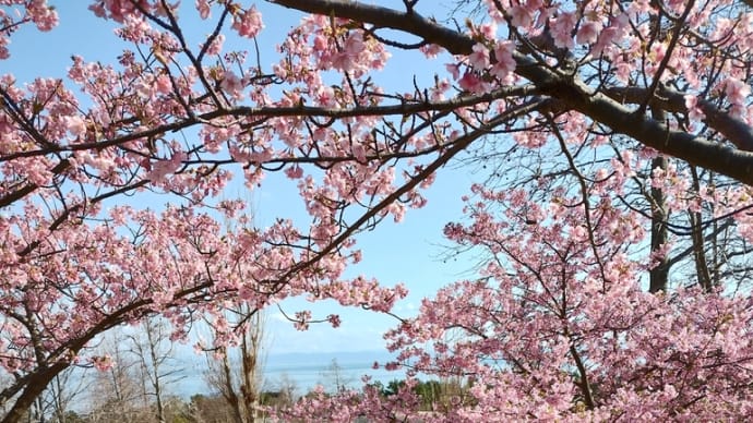 今年も河津桜見に行きました