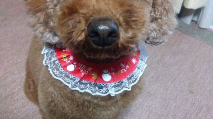 ハッピーちゃん、クリスマス仕様☆