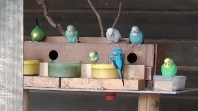 「ことり」と公園の鳥小屋