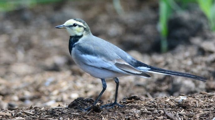 粟島の野鳥たち ハクセキレイ 亜種・ハクセキレイ