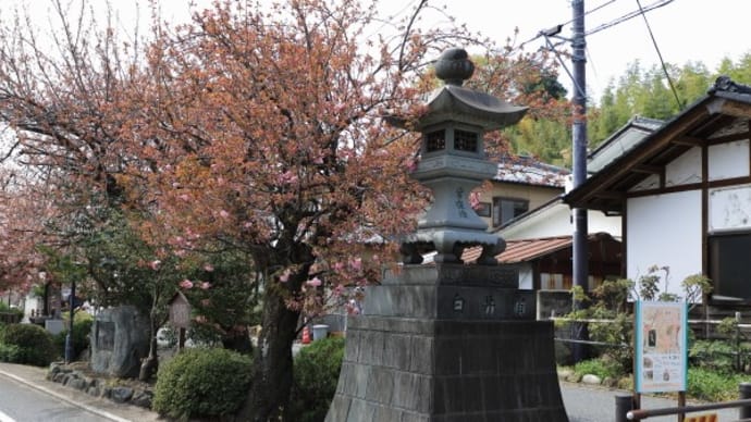 白井宿のしだれ桜2025