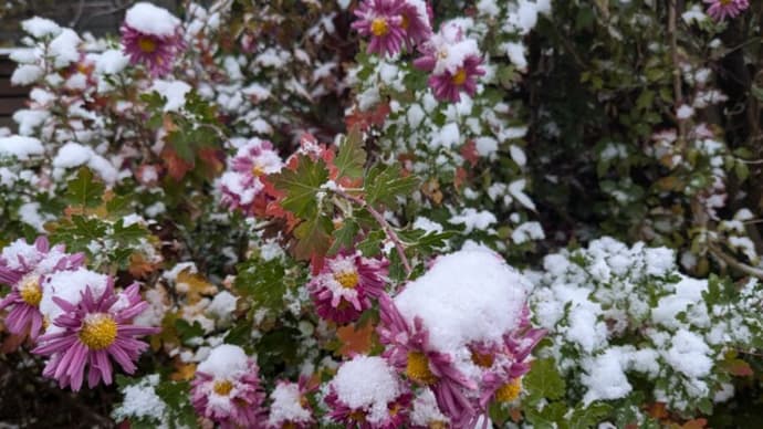 本格的に雪