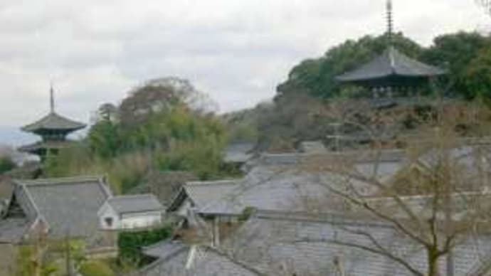 當麻寺（たいまでら）の冬牡丹 in 奈良県葛城市當麻