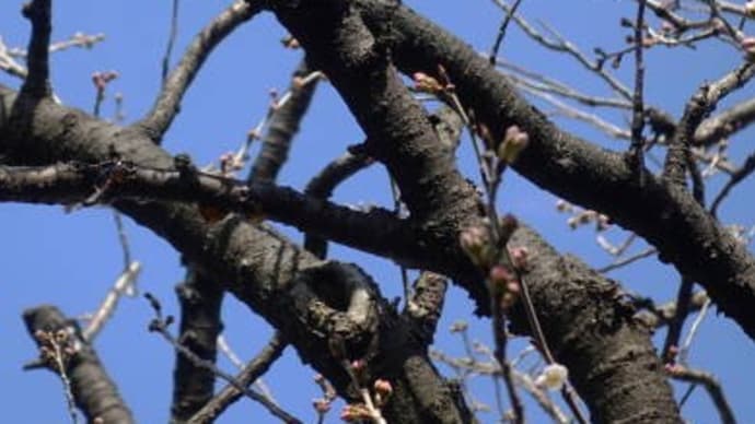 庭の早咲き桜が二輪咲いたと思ったら今朝は積雪が