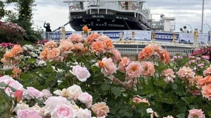 2024春 横浜薔薇