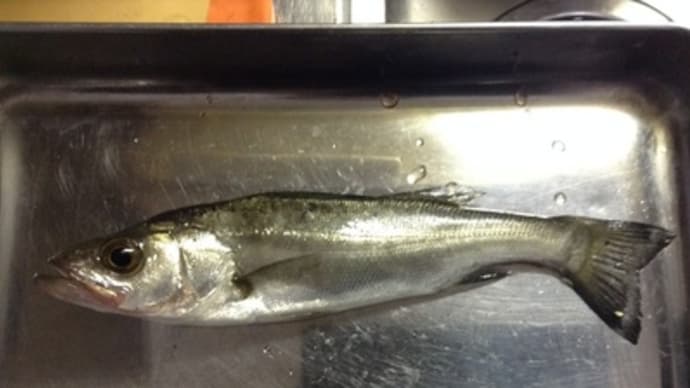 釣れ続けています