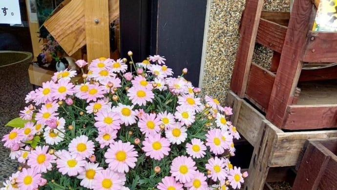綺麗なお花でお出迎え