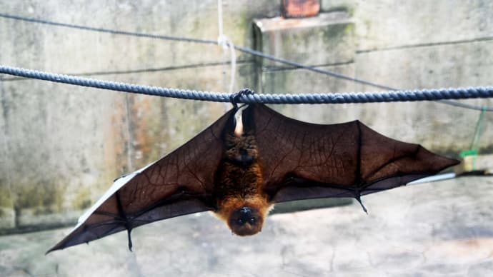 クビワオオコウモリ 地上のご飯を食べるのはたいへん