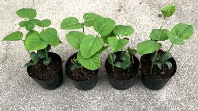 枝豆の摘芯断根挿し木作業(第2弾)
