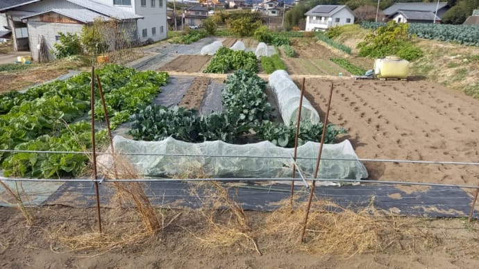 自家の畑で農作業