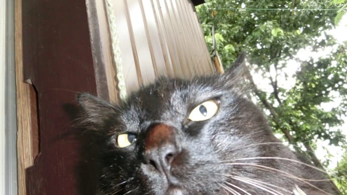 【黒猫キキくんと行く釣り場シリーズ:伊豆川奈造船所奥釣り場2】=猫とジジと遠投カゴ釣り=