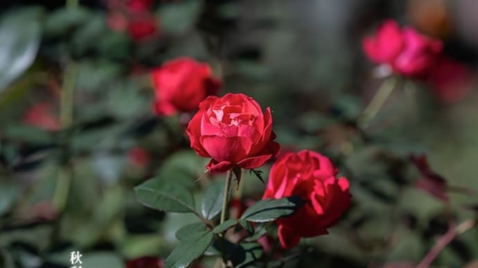 情熱の紅いバラ。