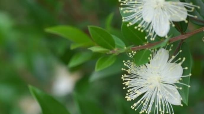 ギンバイカ、神の慈悲と愛と美の象徴の花木
