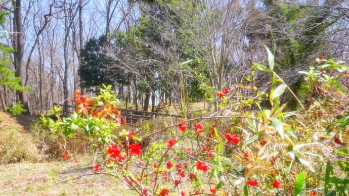 彩の国嵐山町・・・「蝶の里公園」の散歩・・・早春の蝶・・・ミヤマセセリ・・・に遇いました