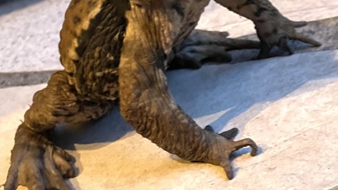啓蟄が過ぎてガマガエルと対面した