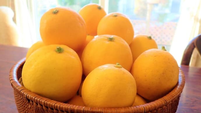 マイヤーレモンの収穫