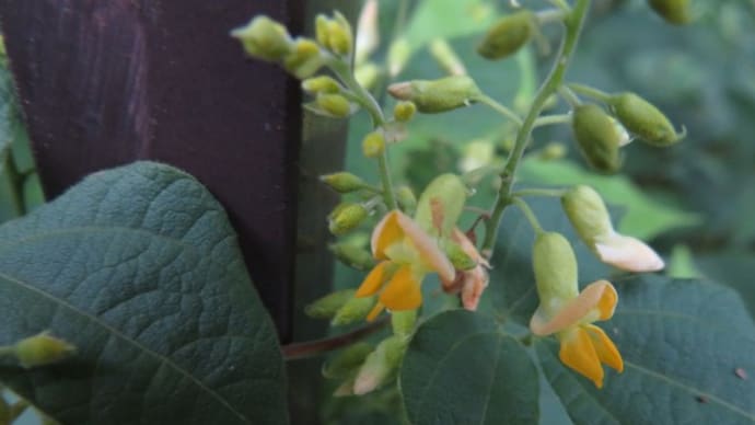 萩としては黄色の花がユニークなセンダイハギ