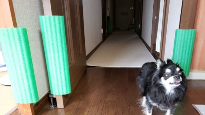 家自体が犬小屋