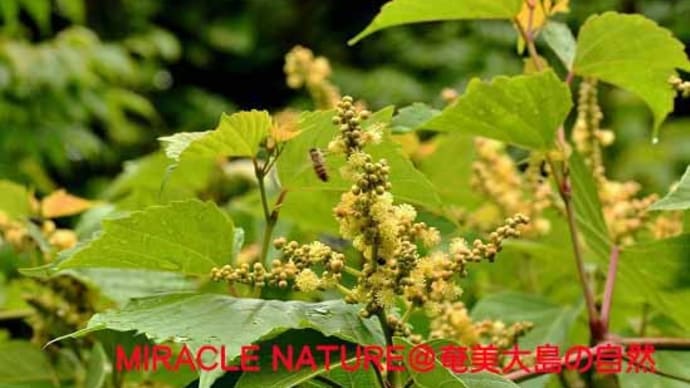 アカメガシワの花
