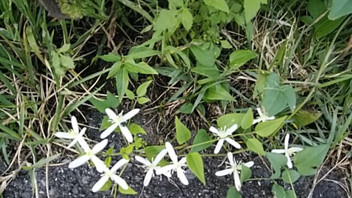 大満月見届け見切りつけし国／青萄