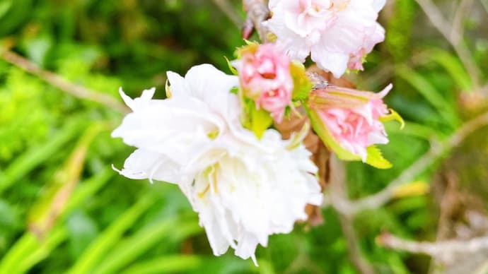 狂い咲き☆