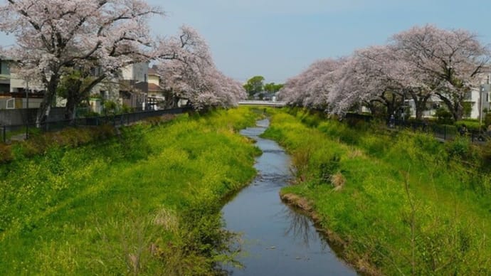 野川の桜、4月の温度統計