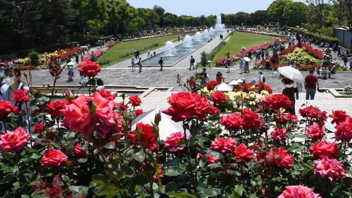 　神戸市立須磨離宮公園のバラが見ごろ　（神戸市）　2022．05．22