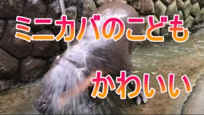 水浴びをするミニカバの子どもをご覧ください。zoo 動物園