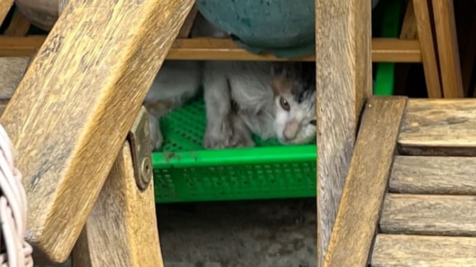 台湾での生活～野良猫