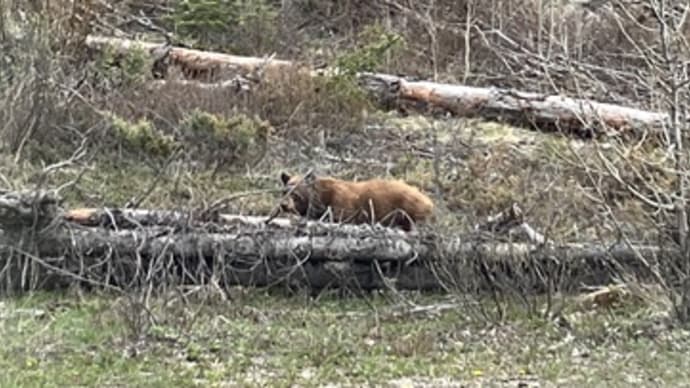 今日は、シナモン