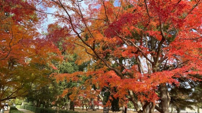 御所(御苑)の昨日