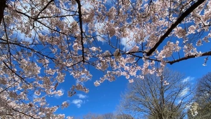 セントラルパークの桜（2024年）その２