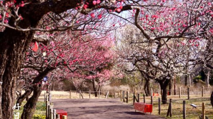 待ちきれなかった梅の花-その２