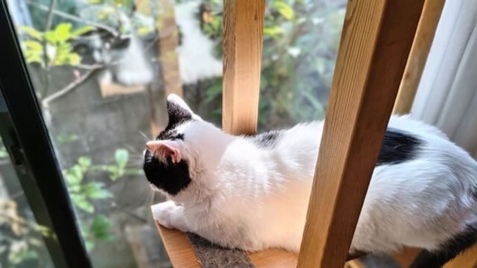 いい日だわぁ。