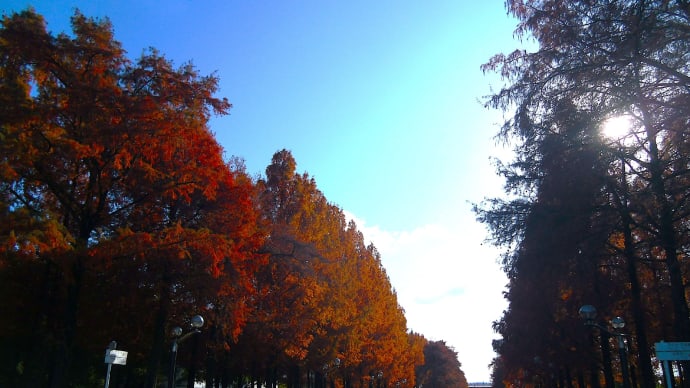 きょうの風景 ・・・ 12月12日 ペダリングで花の公園へ