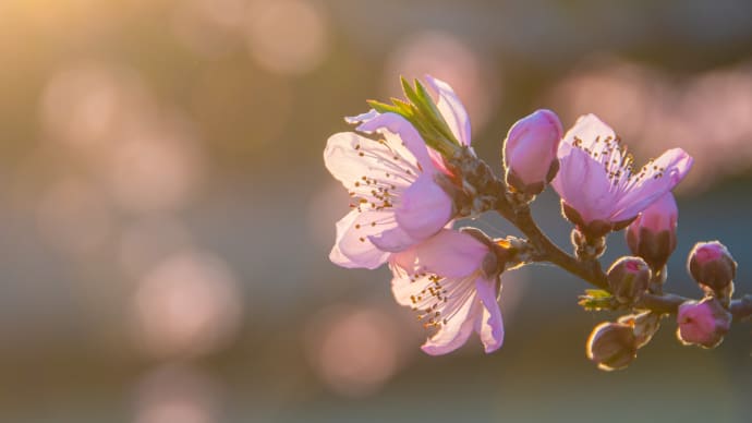 桃の花