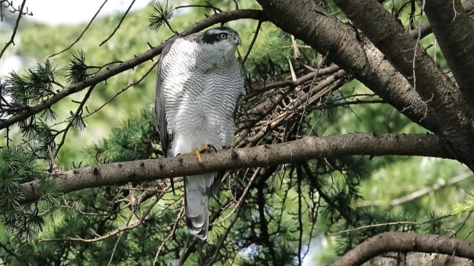 2023年 公園の虫さんたち! (88) 《 極小昆虫は楽しいのだ 》