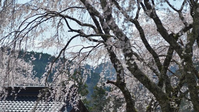 身延山 聖地の桜