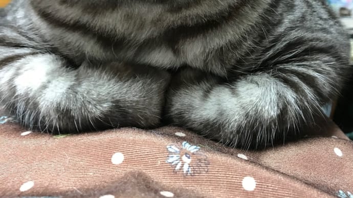 20210907の猫たちと時々犬