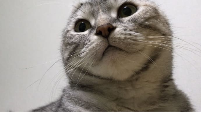 20201117の猫たちと時々犬