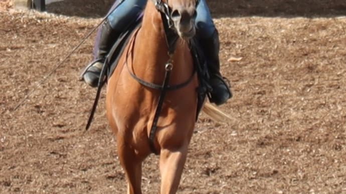 ウリズンベー、良い馬っぷり!