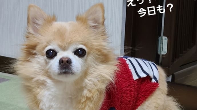 今日も留守番しました。