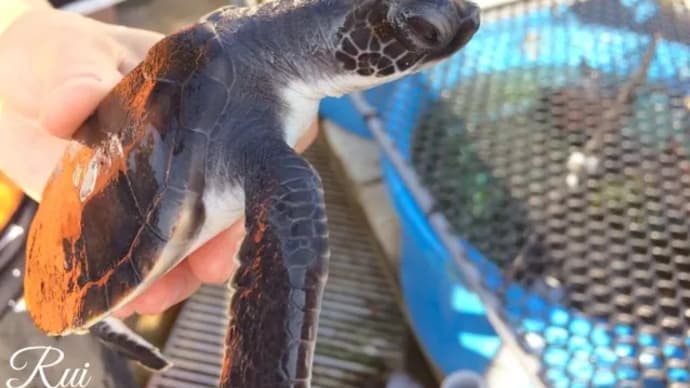 ウミガメ 大人のための飼育係体験