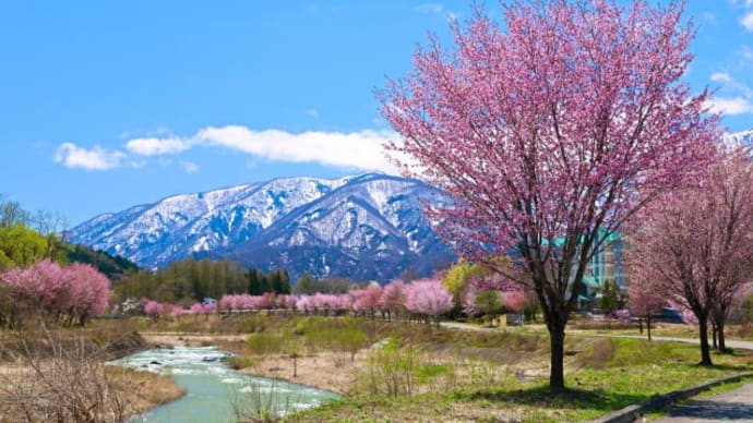 満開の桜並木