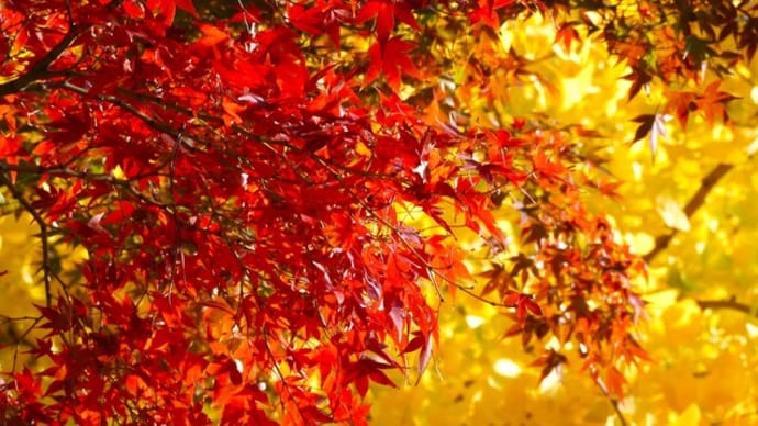 ２０２３・１１・３０　大倉山公園の紅葉。山本山のりせんべい。秋新茶。霜月の終わりの夜。