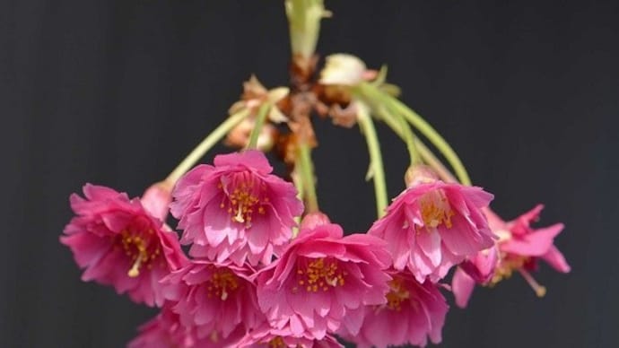 鉢植えの桜「エレガンスみゆき」(3)2月中旬から3月中旬、
