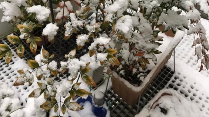 雪やこんこん 積もった積もった!