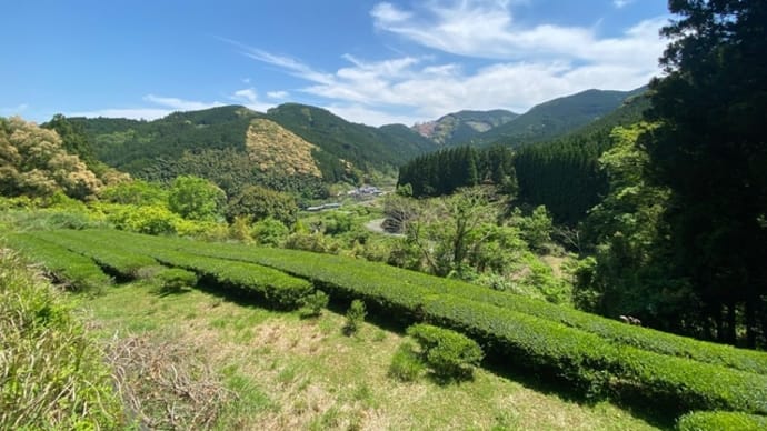 芦北町お茶の里　桑沢見（くわざみ）