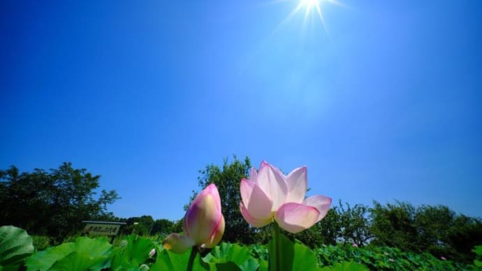 超広角レンズで撮った古代蓮(埼玉県上尾市 2023.7.30撮影)