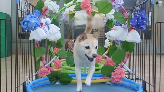 「大きな便り」と「小さな便り」 犬のしつけ教室@アロハドギー